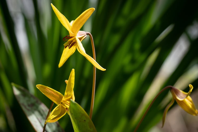 Trout lily at Bartram's Garden.