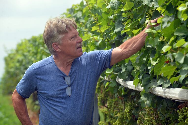 Richard Blair, of Setter Ridge Vineyards outside of Kutztown, is ready to deal with the spotted lanternfly at his vines in July 2020.