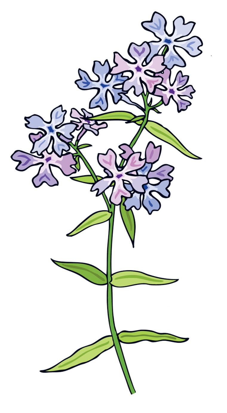 Wild blue phlox.