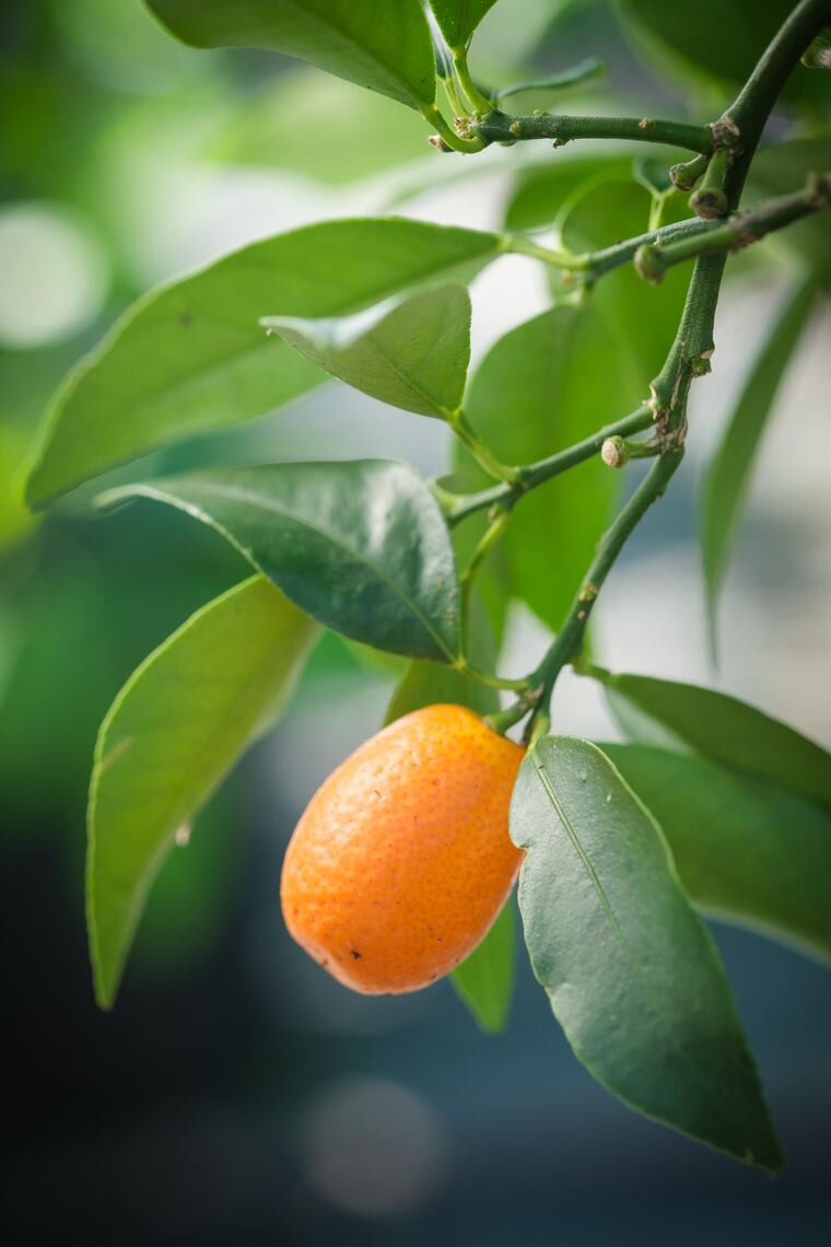 Nearly 20 years after potting their first yuzu seeds in their living room, Vivek and Seema Malik tend a moveable container orchard of thousands of trees representing 16 citrus varieties in Florence, N.J. 