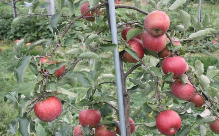 Picking is abundant at Highland Orchards.