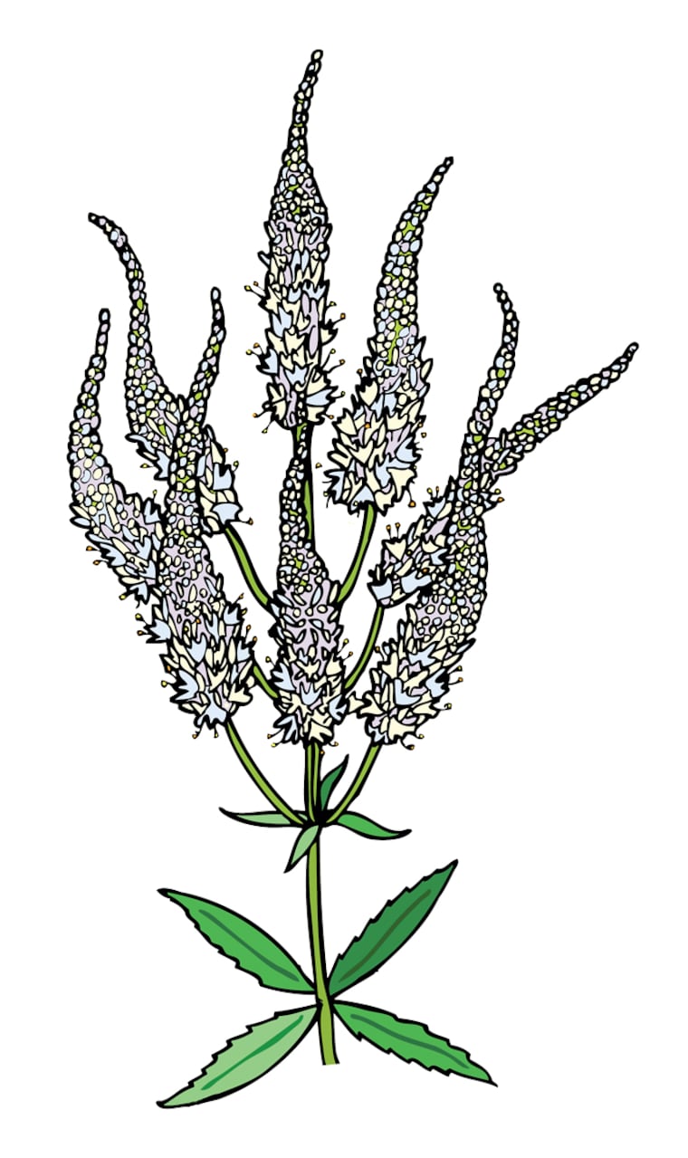 Culver's root