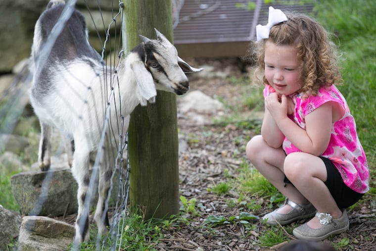 Making friends with a goat at the Milky Way Farm & Chester Springs Creamery.  